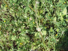 Medicago orbicularis