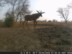 Hippotragus equinus koba