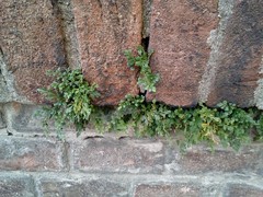 Asplenium ruta-muraria ruta-muraria
