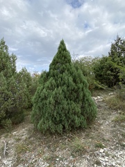 Juniperus foetidissima
