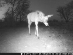 Hippotragus equinus koba