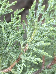 Juniperus foetidissima