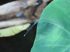 Pseudagrion microcephalum