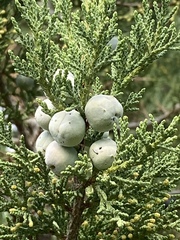 Juniperus foetidissima