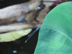 Pseudagrion microcephalum