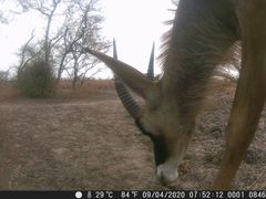 Hippotragus equinus koba