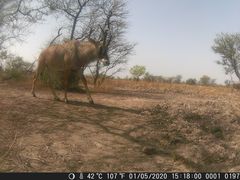 Hippotragus equinus koba