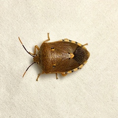 Anaxarchus pardalinus