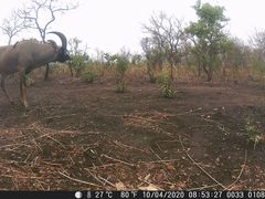 Hippotragus equinus koba