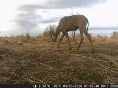 Hippotragus equinus koba