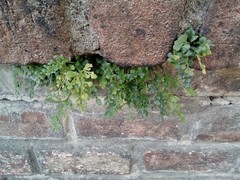 Asplenium ruta-muraria ruta-muraria
