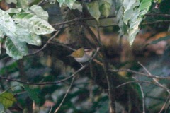 Phylloscopus herberti