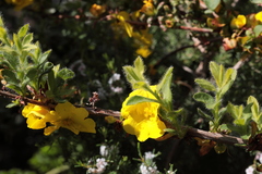 Hibbertia pilosa