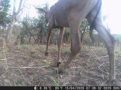 Hippotragus equinus koba