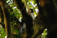 Accipiter tachiro
