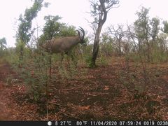 Hippotragus equinus koba