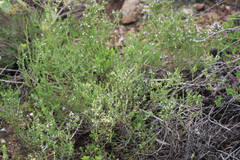 Muraltia rhamnoides