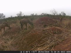 Hippotragus equinus koba