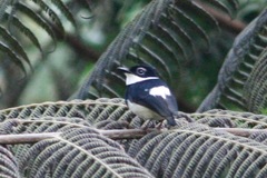 Platysteira castanea
