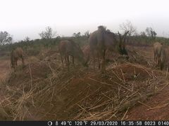 Hippotragus equinus koba