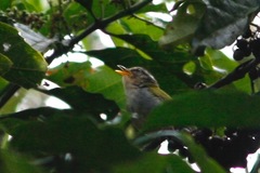 Phylloscopus herberti