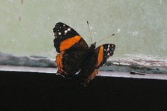 Vanessa dimorphica mortoni