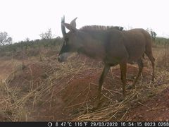 Hippotragus equinus koba