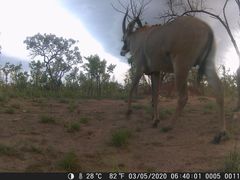 Hippotragus equinus koba