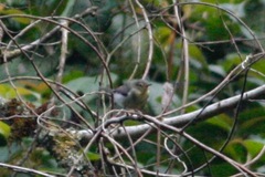 Apalis cinerea