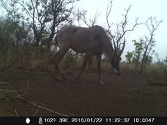 Hippotragus equinus koba