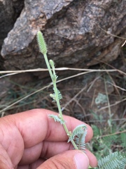 Dalea albiflora
