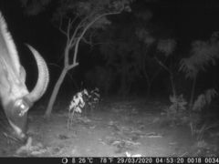 Hippotragus equinus koba