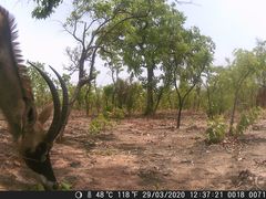 Hippotragus equinus koba