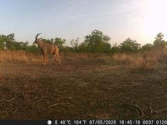 Hippotragus equinus koba