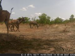 Hippotragus equinus koba
