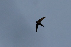 Schoutedenapus myoptilus