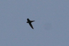 Schoutedenapus myoptilus