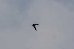 Schoutedenapus myoptilus