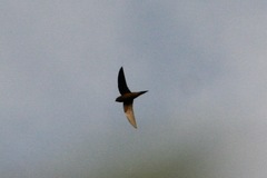 Schoutedenapus myoptilus