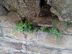 Asplenium ruta-muraria ruta-muraria