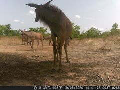 Hippotragus equinus koba