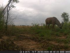 Hippotragus equinus koba