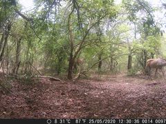 Hippotragus equinus koba