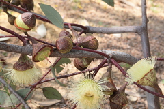 Eucalyptus rameliana