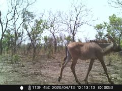 Hippotragus equinus koba