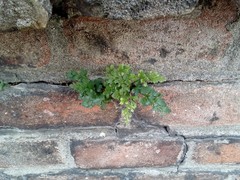 Asplenium ruta-muraria ruta-muraria