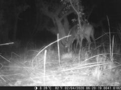 Hippotragus equinus koba