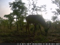 Hippotragus equinus koba