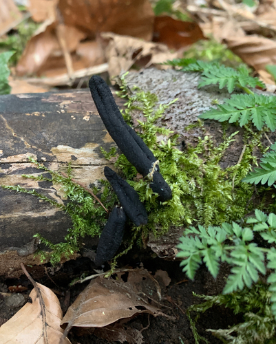 Drevnatec štíhly (Xylaria longipes)