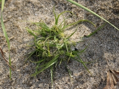 Cyperus michelianus